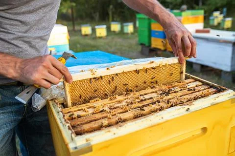 Beekeeper pulls out a frame with honey from the beehive. Beekeeper inspecting Stock Photos