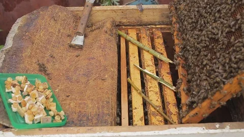 The beekeeper pulls out the frame. Shakes the bees into the hive. close-up. Stock Footage 82913678