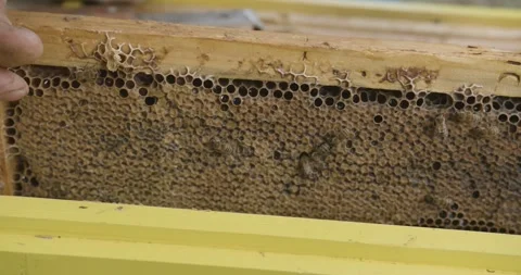 The beekeeper pulls out frames with honeycomb honey. A man checks frames Stock Footage 140036507