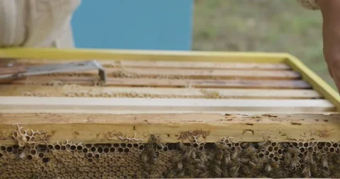 The beekeeper pulls out frames with honeycomb honey. A man checks frames Stock Footage 140038090