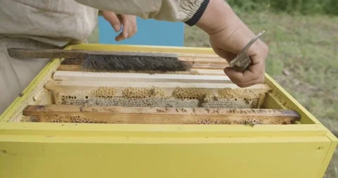 The beekeeper pulls out frames with honeycomb honey. A man checks frames 動画素材 140038169