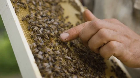 The beekeeper pulls out a honeycomb and shows the bee queen 動画素材 108742073