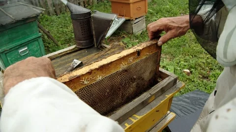 The beekeeper pulls out a honeycomb close-up Видео 158355470
