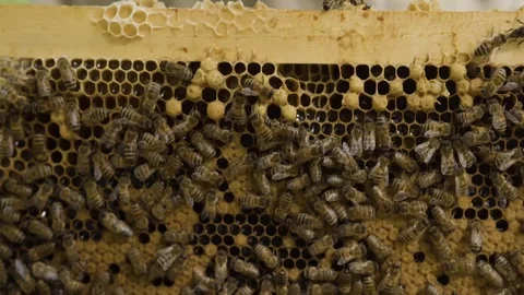 The beekeeper pulls out a honeycomb with honey and bees Stock Footage 108742074