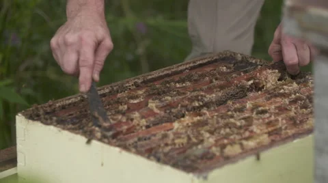 Beekeeper pulls out tray Vídeo Stock 56915600