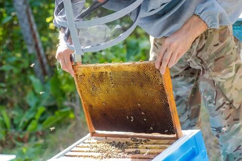 Beekeeper puts frame in hive. Work on apiary in summer. Beekeeping. Caring for Stock Photos