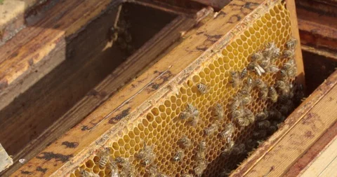 Beekeeper putting Hive frame inside the hive during summer honey harvest Stock Footage 117551280