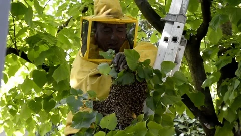 Beekeeper recovers bee swarm Stock Footage 72158157