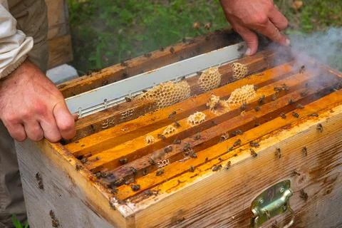 Beekeeper remove a frame of honeycomb from beehive with bee smoker Foto stock