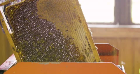 Beekeeper remove honey bees from honeycomb with machine, close up shot. Stock Footage 132510094
