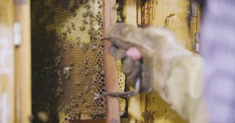 Beekeeper remove honeycomb with bees from the beehive, close up slow motion shot Stock Footage 132485988
