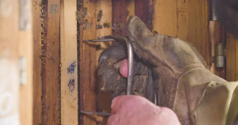 Beekeeper remove honeycomb with bees from the beehive, static close up shot. Stock Footage 132488926