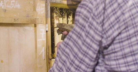 Beekeeper remove honeycomb with bees from the beehive, slow motion shot. Stock Footage 132509326