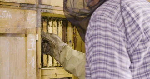 Beekeeper remove honeycomb with bees from the beehive, medium angle shot. Stock Footage 132509413