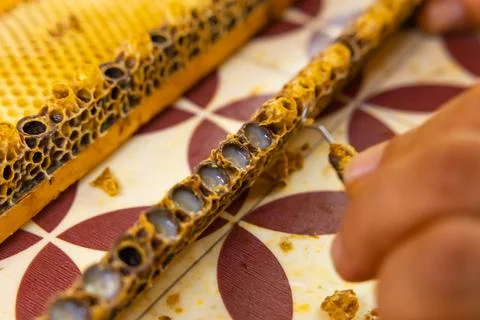 Beekeeper remove the queen cups' head for extracting the royal jelly Stock Photos