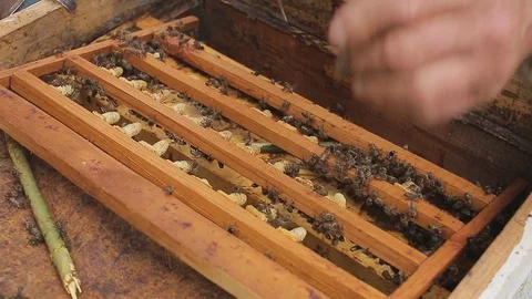 The beekeeper removes excess queen cells from the frame. Close-up. Stock Footage 80083704