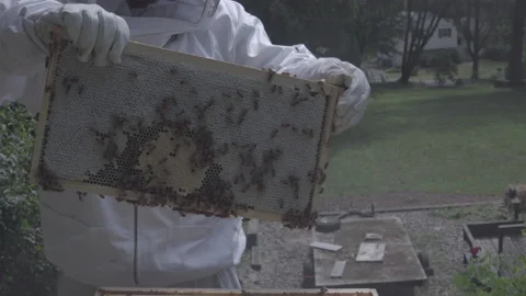 Beekeeper removes frame filled with nectar and honey Stock Footage 134543262