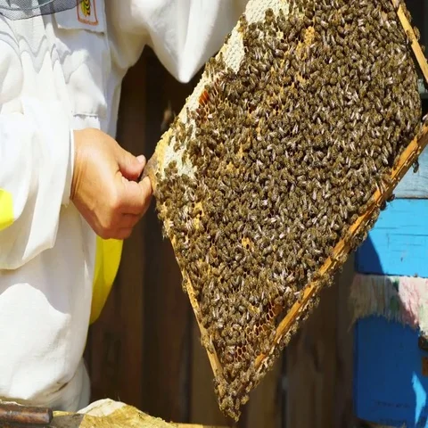 Beekeeper removes a frame of honeycomb Stock Footage 69530741