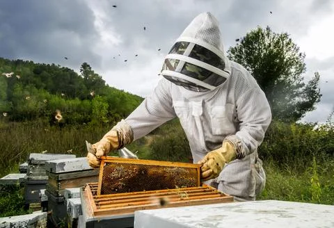 Beekeeper removes hive panel Stock Photos