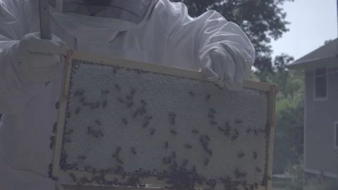 Beekeeper removes honey-filled frame from beehive Stock Footage 134537685