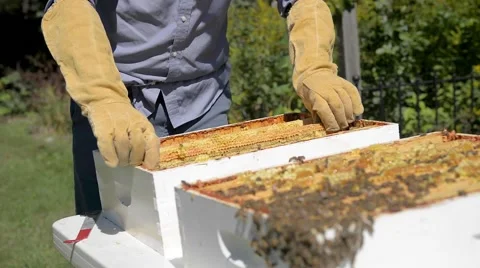 Beekeeper removes honeycomb frames from beehive. Stock Footage 58882537