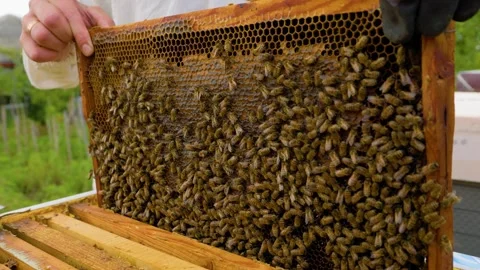 Beekeeper removes honeycomb frames filled with busy bees in sunny area Stock Footage 303982530