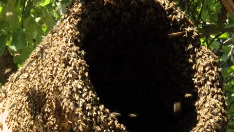 The beekeeper removes a swarm of bees from a tree. Stock Footage 103472532