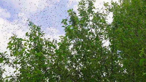 The beekeeper removes a swarm of bees from a tree. The beekeeper shakes the Video stock 113539207