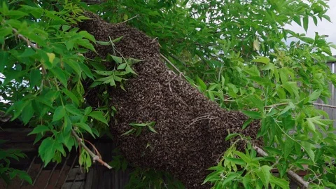 The beekeeper removes a swarm of bees from a tree. The beekeeper shakes the Stock Footage 114127203