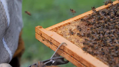 Beekeeper removing beeswax from the canvas Stock Footage 308862459