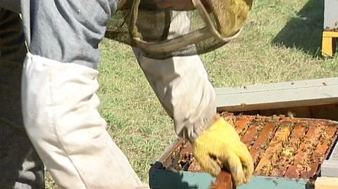 Beekeeper Removing Hive Box Frame Stock Footage 93033561