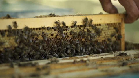 Beekeeper removing honeycomb from beehive in apiary garden Stock Footage 108737749