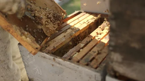 Beekeeper removing honeycomb from beehive in bee farm Stock Footage 50169285