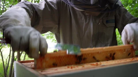 Beekeeper Removing Honeycomb Frame from Beehive Stock Footage 307139155