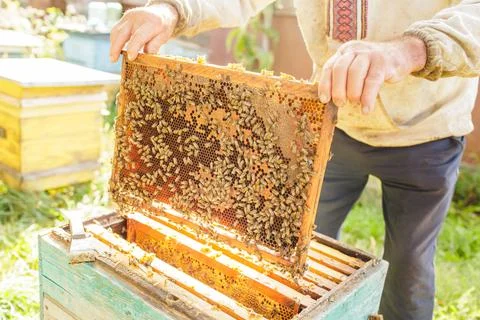 Beekeeper removing honeycomb frame from hive during outdoor apiary inspection Stock Photos