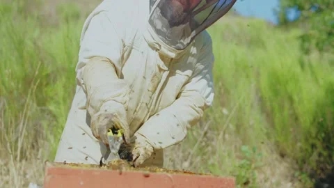 Beekeeper removing a honeycomb from a hive Stock Footage 219721725