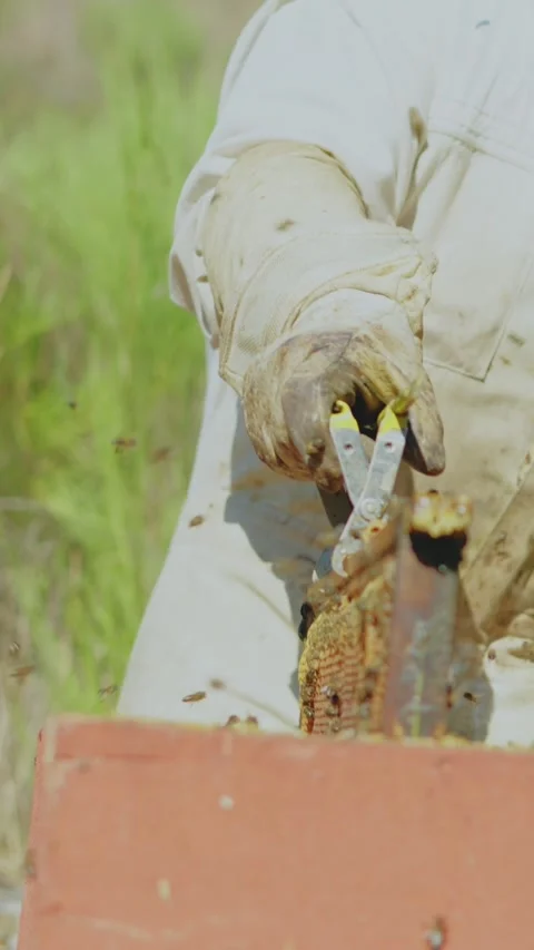Beekeeper removing a honeycomb from a hive Stock Footage 239258542