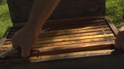 Beekeeper removing honeycomb from hive with tool Stock Footage 329773842