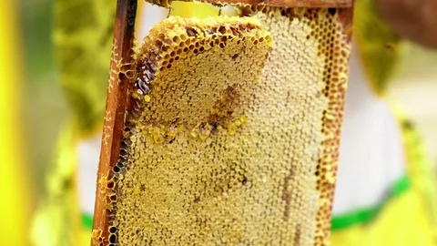 Beekeeper removing a portion of fresh honey comb Stock-Footage 115084083