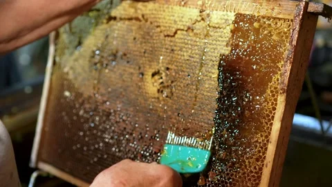 Beekeeper Removing Wax Cappings from Honeycomb with Uncapping Tool Stock Footage 343885721