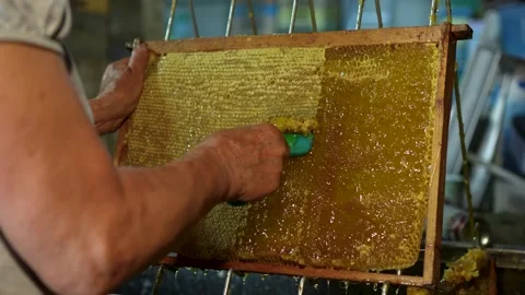 Beekeeper Removing Wax Cappings from Honeycomb Frame Before Honey Extraction Stock Footage 343885740