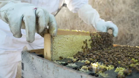 Beekeeper replacing beehive frame Stock-Footage 279115315