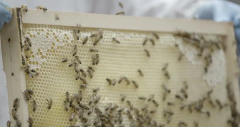 Beekeeper replacing honeycomb frame with bees into urban hive, closeup Stock Footage 306979858