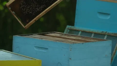 The beekeeper returns the frame to the beehive Stock Footage 199319336