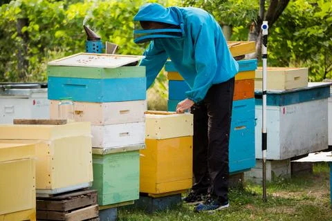 Beekeeper returns frame to hive. uniting bee family and puts frame with queen Stock Photos