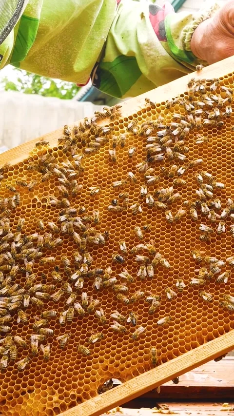 The beekeeper revises the frames with bees in the hive. Production of natural Stock Footage 308030039