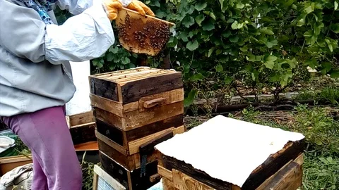 Beekeeper 's job. Frame-free beekeeping. 스톡 동영상 120910907
