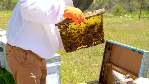 Beekeeper saving a honeycomb from the hive after his review Stockbeeldmateriaal 205092566