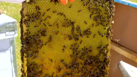 Beekeeper saving a honeycomb from the hive after his review, with orange prot Stock Footage 205092572