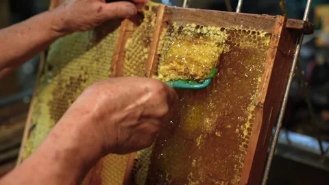 Beekeeper Scraping Wax Cappings from Honeycomb Frame Before Extraction Stock Footage 343885752